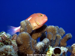 Canon G10 /Hawkfish Mauritius by Linley Jean-Yves Bignoux 